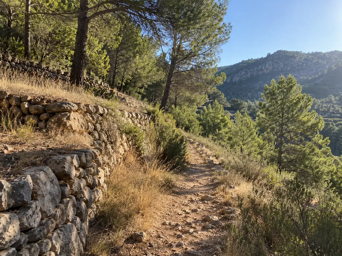 Sendero entre pinos y bancales de piedra seca
